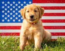 Pemberley's American Dream
