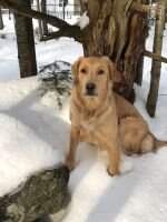 PGOLD FOXY TIMBER