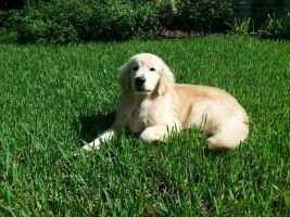 Ingot Finnegan