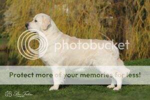 DKCH(U) DKJUCH Giddygold Silver & Gold Sweet Note