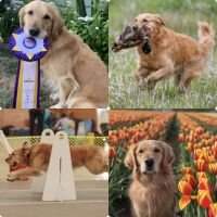 UCDX ROM SHR MHIT Brier's Reign Over Rose City CCA RA FM DM DSA ATD