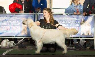 Blr Blr GrJCh Blr Ch Angelonato Mystic Charm