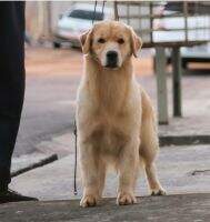 Puppy Ch. Fly Golden Killer Queen