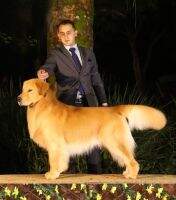Jov. Ch. Arg Ch Arg Gr Ch Arg Ch Par Ch Br PHANTOM DE SIBBIVI Jov. Ch. Arg Ch Arg Gr Ch Arg Ch Par Ch Br PHANTOM DE SIBBIVI