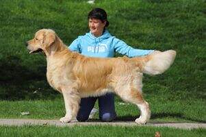 (C.I.B) ShowCh ChPrRus ChClub GrandChRus 6хChRKF JChRus 2хJChRKF 3xBISS Terra di Siena Love Me Forever (C.I.B) ShowCh ChPrRus ChClub GrandChRus 6хChRKF JChRus 2хJChRKF 3xBISS Terra di Siena Love Me Forever