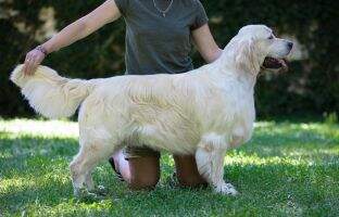 (C.I.B.) SrbCH BgCH RoCH Club Winner 23 24 Soul Simphony Lorenz (C.I.B.) SrbCH BgCH RoCH Club Winner 23 24 Soul Simphony Lorenz