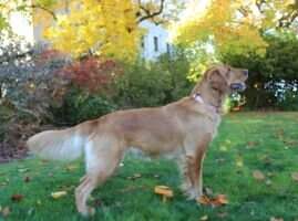Bella Rose For The Gold