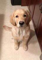 Greatbrook's Little Miss Millie