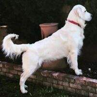 NatCH Shilos Bodacious Bodhi