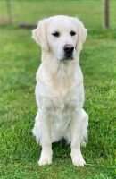 NatJR, IntJR, HnrJR Show Me Magdalena's Golden Life THDN, CGCA, CGCU, TKN NatJR, IntJR, HnrJR Show Me Magdalena's Golden Life THDN, CGCA, CGCU, TKN