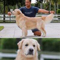 Leongolden In The Presence Of Your Majesty
