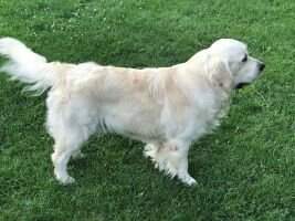 Olson's White Wonder Remy