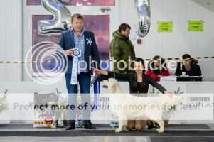 CH CH RUS BLR GEO AZB Club RUS Club CH RKF Eurasia CH Orange Djazz Ursa Blanca