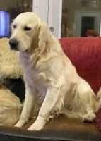 NTX Goldens Ricochet Jackrabbit