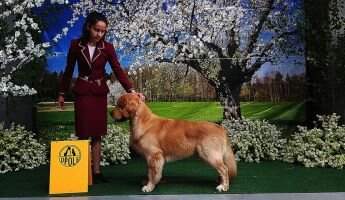 CH.PL, CH.UA, CH.BY Goldens do Gaules Brasil