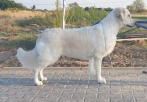 Glamour Royal Liverado FCI