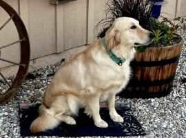 Frankly Golden's Lilly Lou
