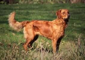 Ballindalloch Fiona my Golden Elixir