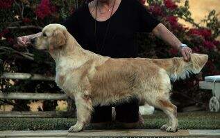 Trialer.Ch.CIB.CIE.Ch.Spain Ch.France. Ch.Gbz Terra Di Siena Lilith La Luna Nera Crufts CC. BOS.2022