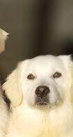 Jauregui's Lady Shasta