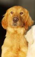 Jauregui's Sweet Golden Izzie