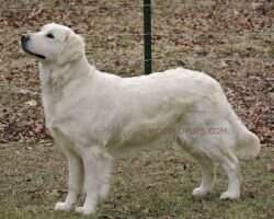 Mogoldpups Willow In The Wind Mogoldpups Willow In The Wind