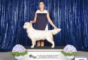 Int/Nat Sr Puppy CH Mystic Ridge Indyanna Loves Me