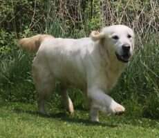 Royal Retrievers Romantic Lady Bailey