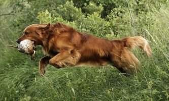 Bailey's Vision Asmo Angus