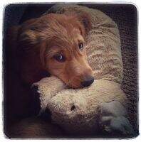 Fire Fly Goldens Be a Dreamer