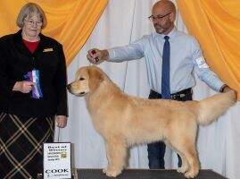 Teddybear's It's Raining Gold at Victory POA