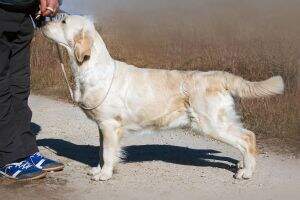 RU Ch RU JClubCh RU ILLORIENS CITADEL NORTHSTREAM Junior Best in Show Winner
