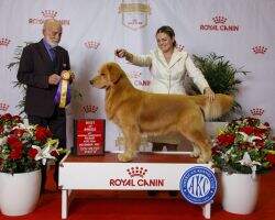 Alpine's Gemini The Greatest Showman