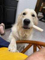 Ntx Goldens Rudy's The Wild Man Now