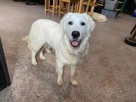 NTX Goldens Lucy In The Sky