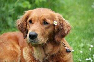 Stagmountain's Carolina Girl