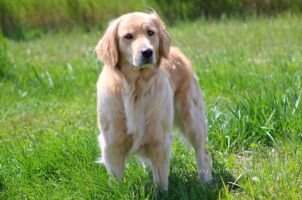 Blake's Sadie