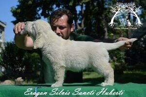 Eragon Silvis Sancti Huberti