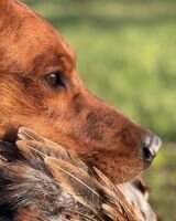 HRCH UH Patriot Retrievers Call Sign Rushmore 6