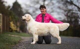 CZ, Ch SK, Ch PL, Ch HU, Working Champion Be My Hope Golden Marell's "U"