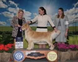 Chatham's Miss Congeniality DS CGCA