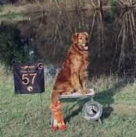 Sonora Retrievers Sundance Kid ***
