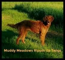 Muddy Meadows Rippin Up Twigs