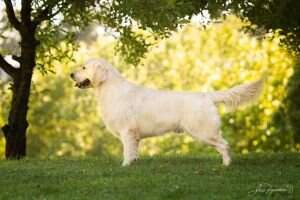 Aust CH MON MORIANI GALILEO