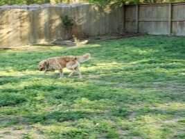 Budderball V