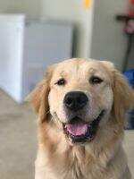 Goodtime's DreamDogz Gypsy Storm CGCA CGCU TKA