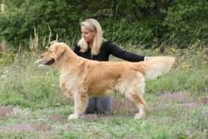 Ch. Vdh/Slo/Bih Golden Island of Love Immortal guardian