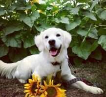 Royal Retrievers Harper Royal Retrievers Harper