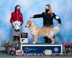 Sunnyside's Shimmer N Shine At Rembrandt RM CGCA CGCU TKA CCA