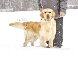 Nays (Lord Tvidmaut x Kiara Zvezda Prayda) Nays (Lord Tvidmaut x Kiara Zvezda Prayda)